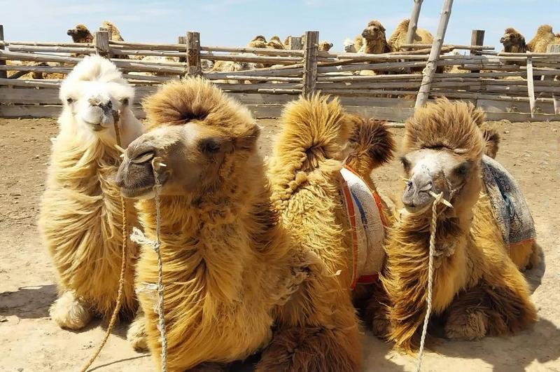 Маковая феерия в Стране Поющих Барханов (11/13)