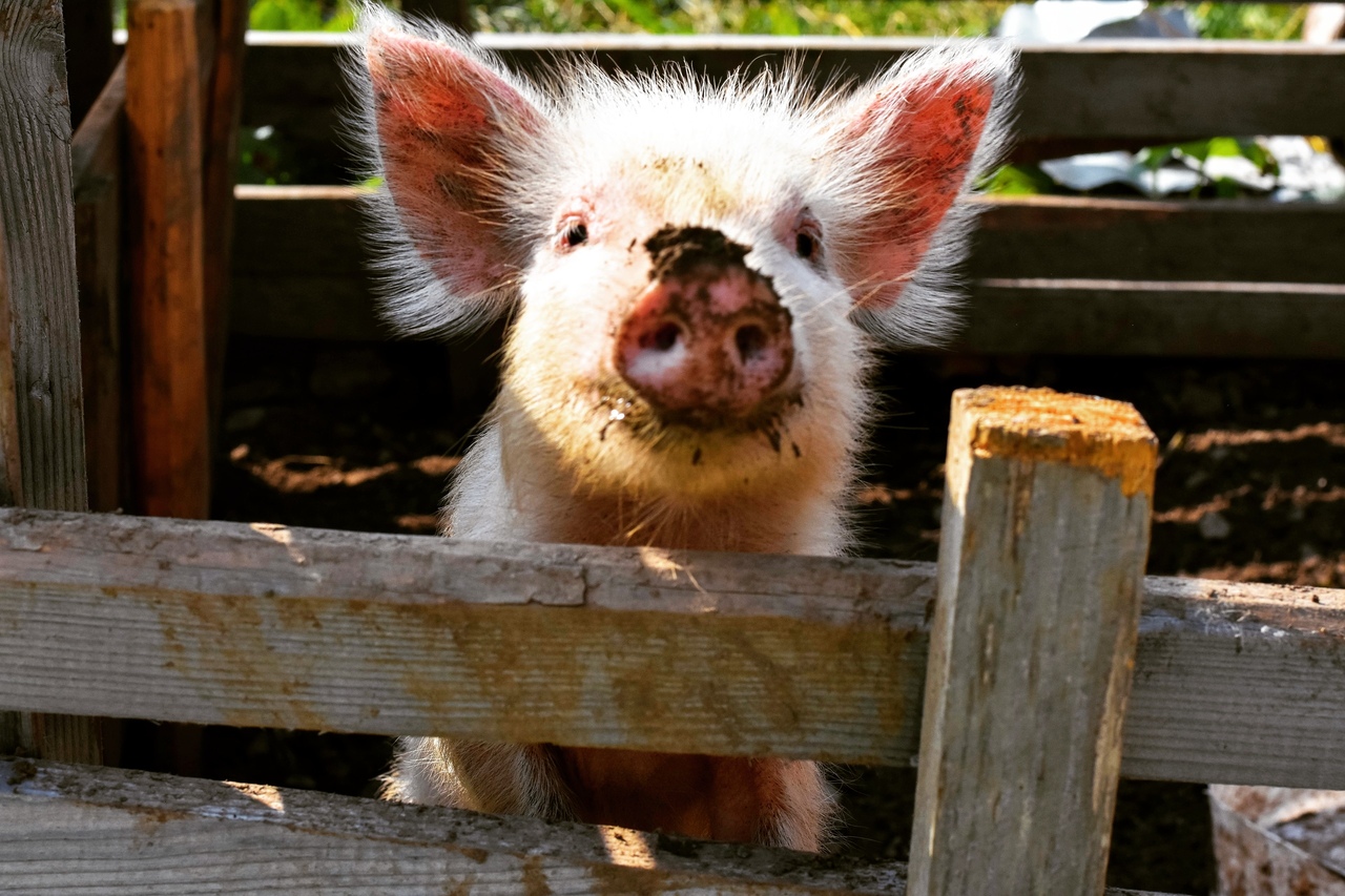 Грузия. Путешествие через всю Сванетию (16/36)