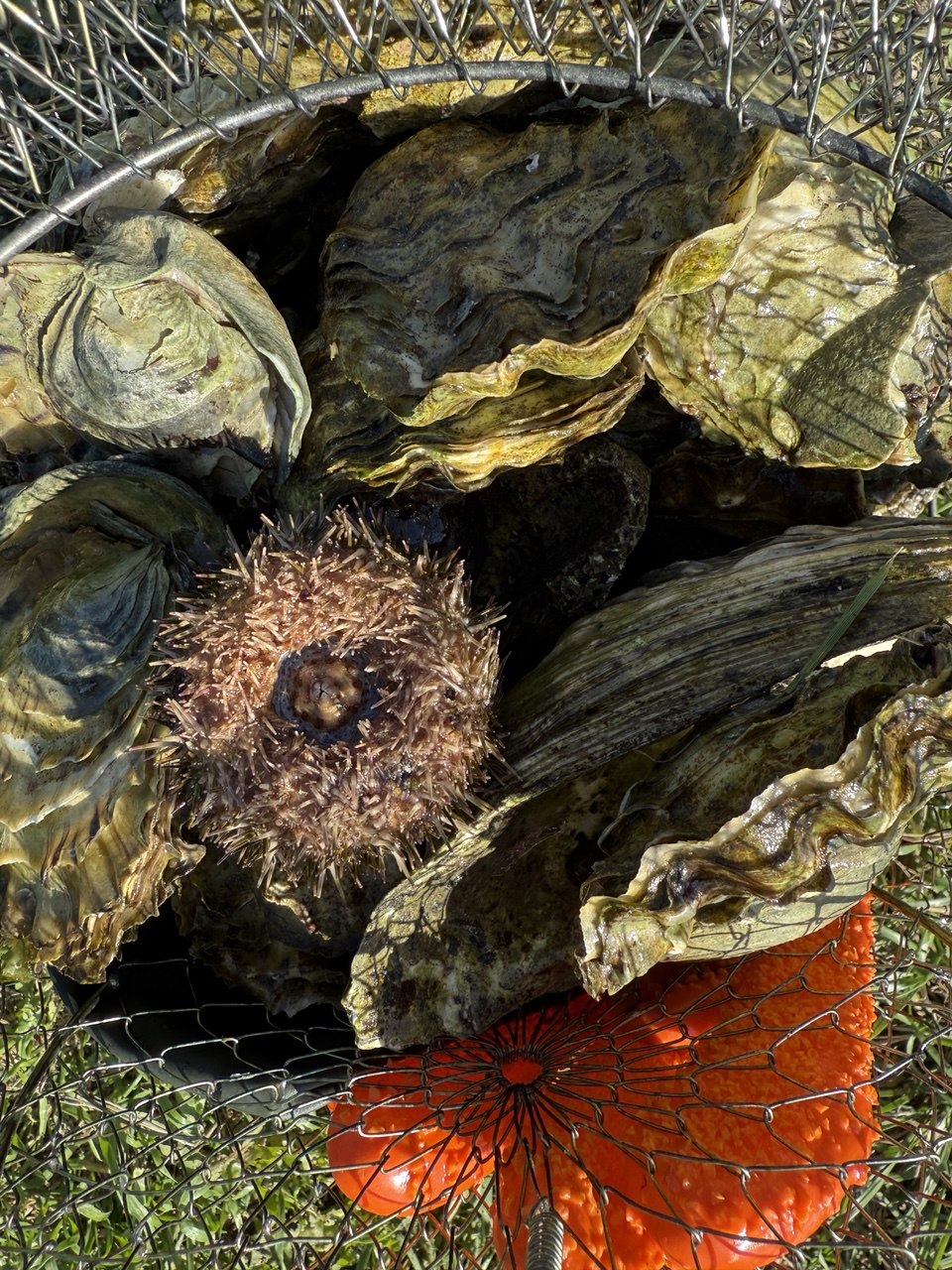 Осенний Сахалин (7/18)