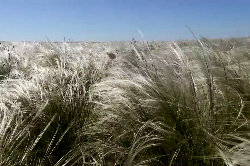 В поисках цветка Счастья (8/10)
