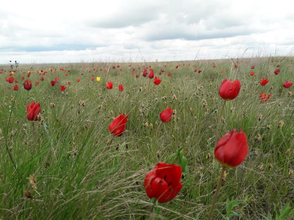 Весенняя магия Калмыкии с выездом на тюльпановые поля (12/16)