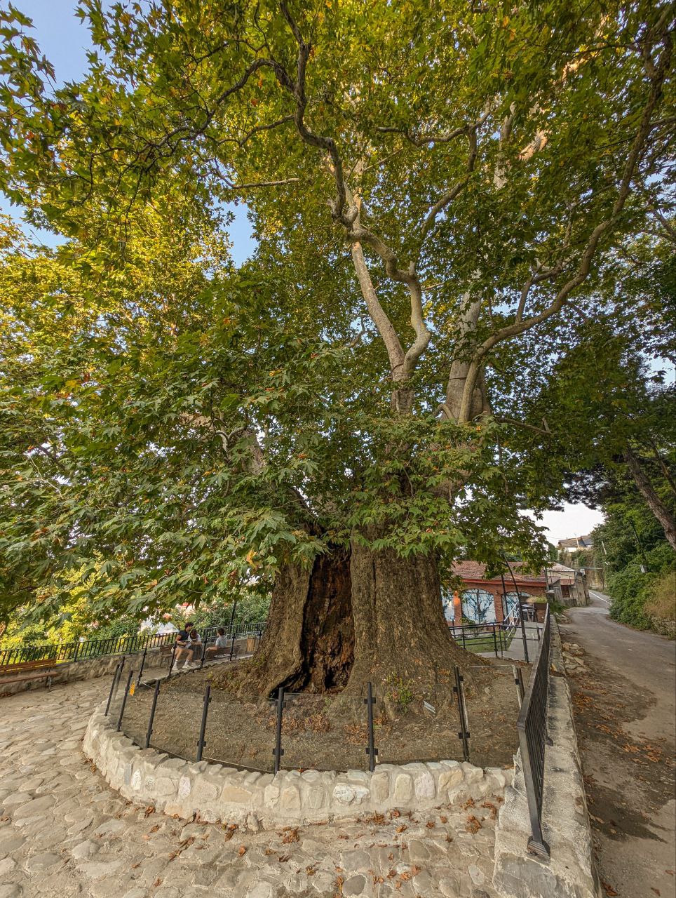 Многоликая Грузия. Большое автопутешествие (64/95)