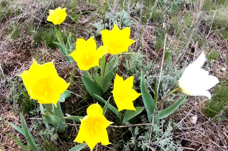 В поисках цветка Счастья (7/10)