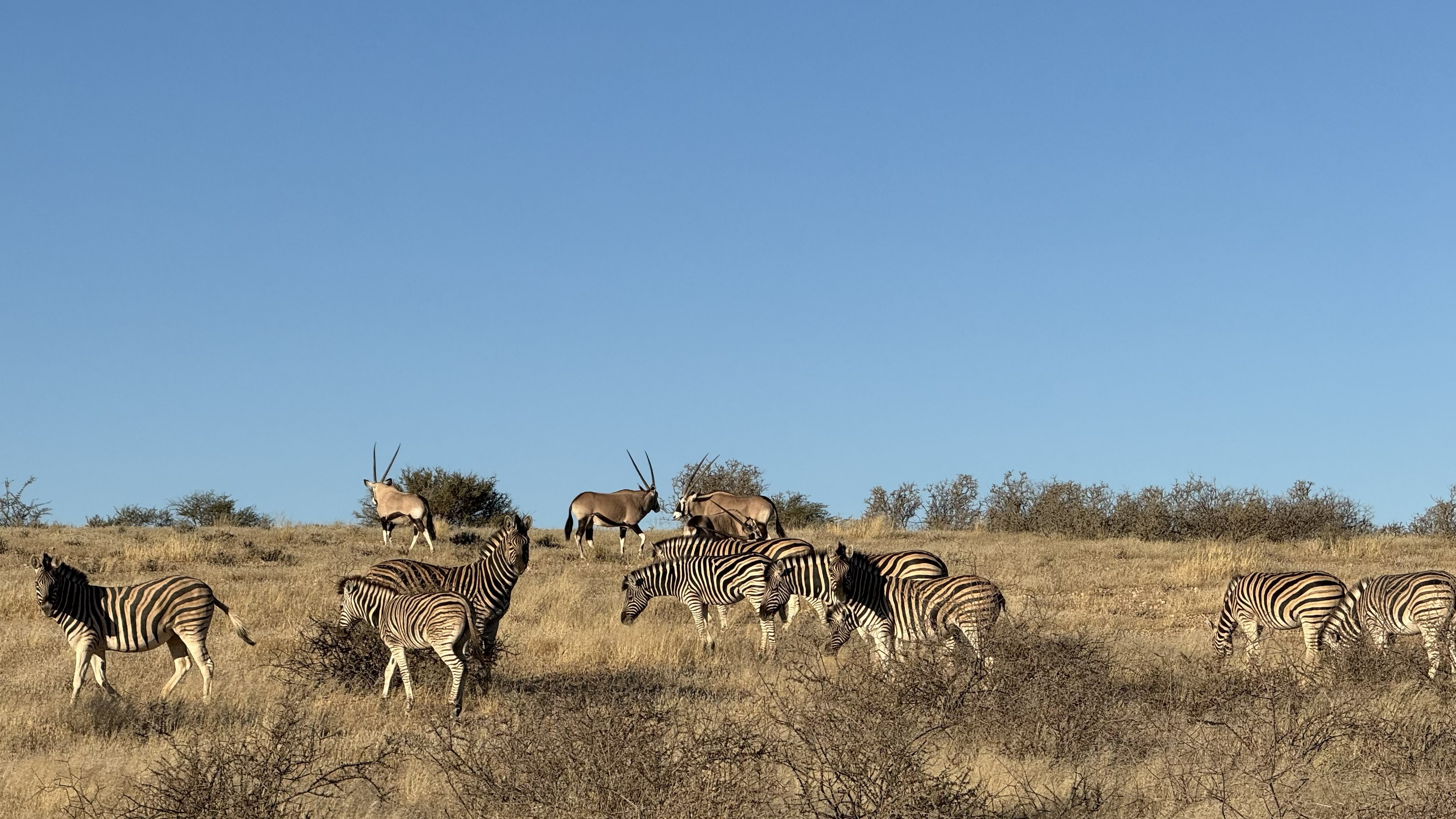 Западный Кейп - Намибия (22/23)