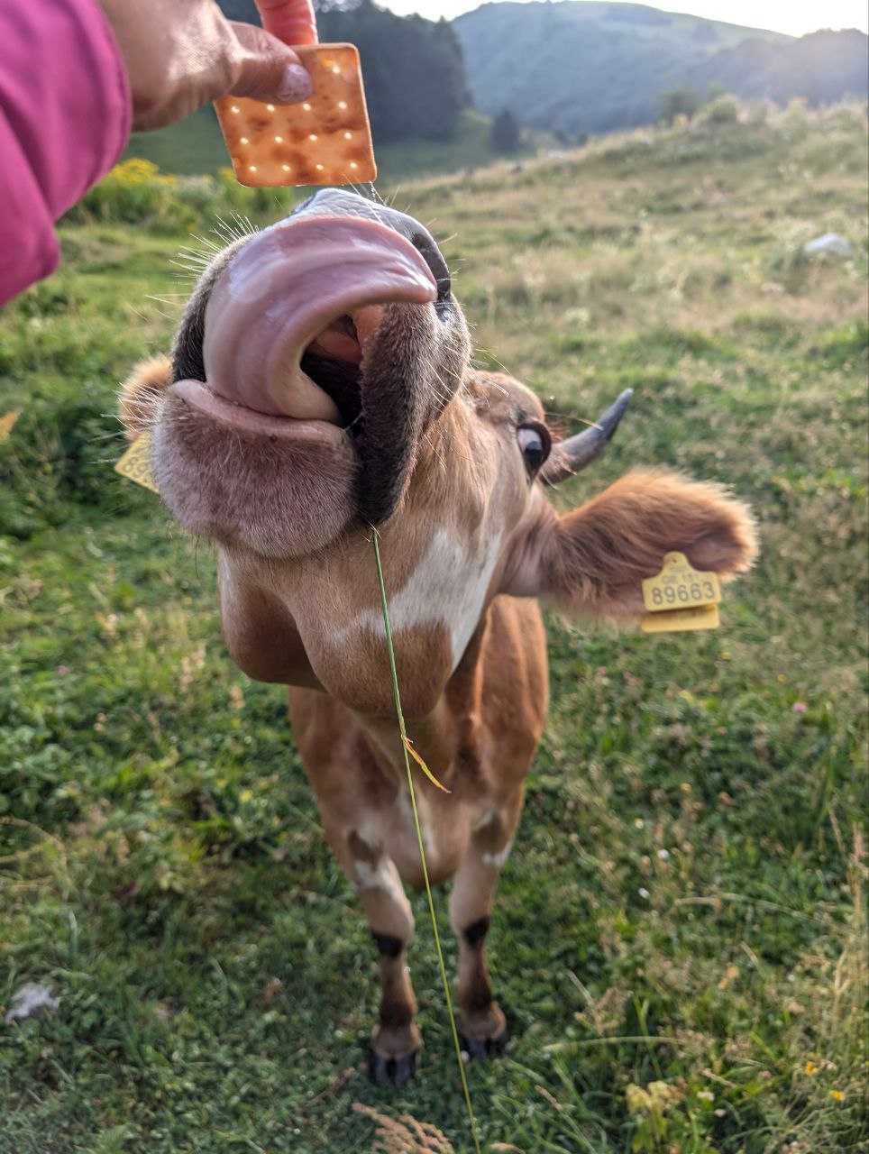 Многоликая Грузия. Большое автопутешествие (94/95)