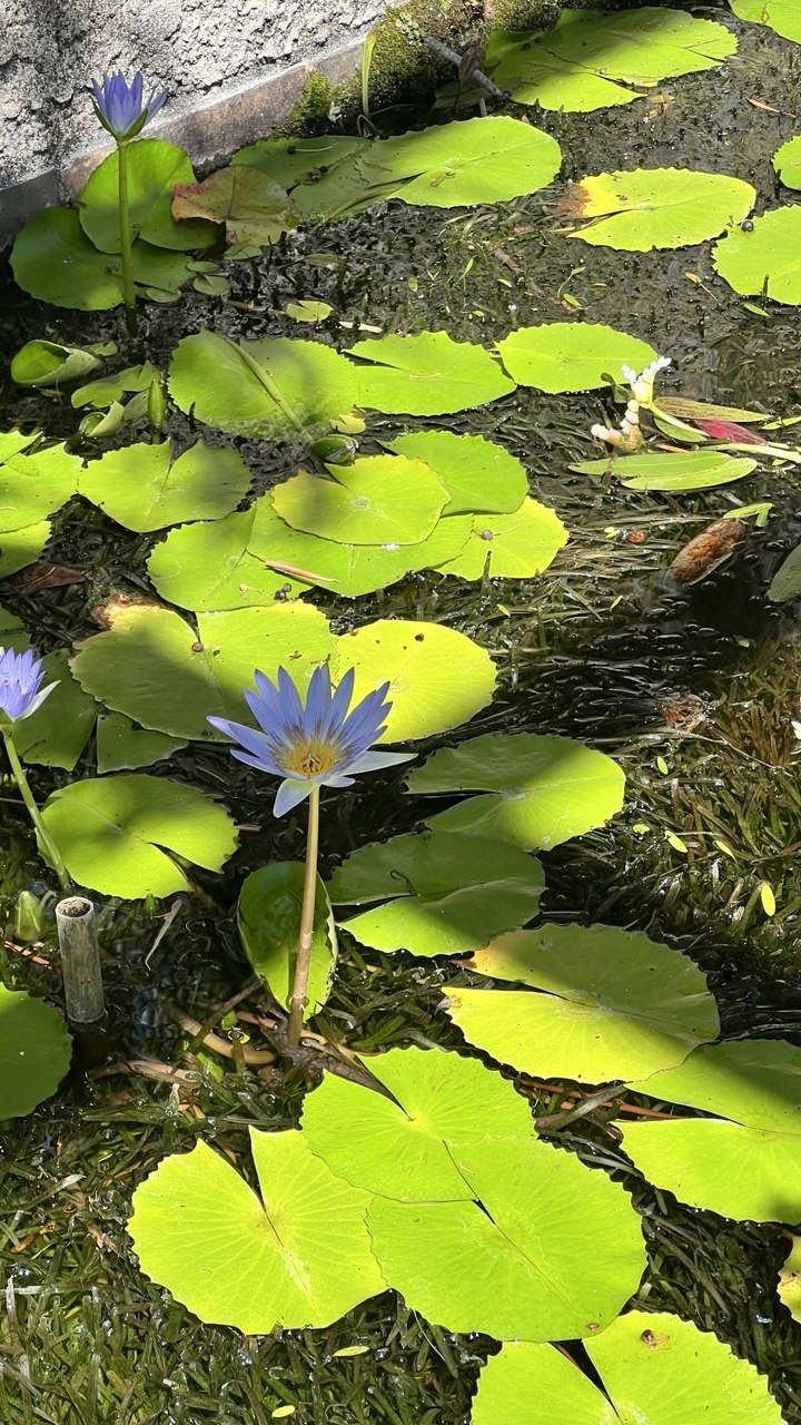 Контрасты Кейптауна: Ланга, великое вино и сады у Столовой горы (4/17)