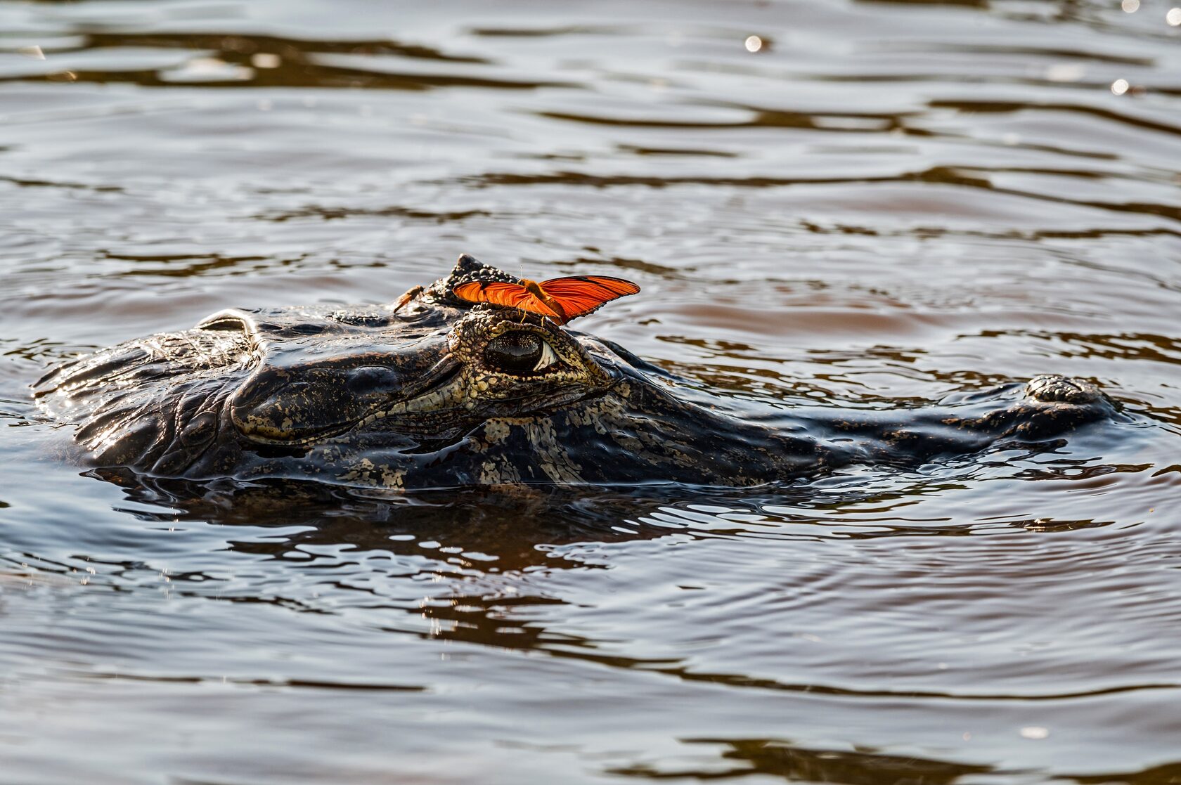 Пантанал. Экспедиция с Алексом Мзунгу от Серрадо до Пантанала (6/19)