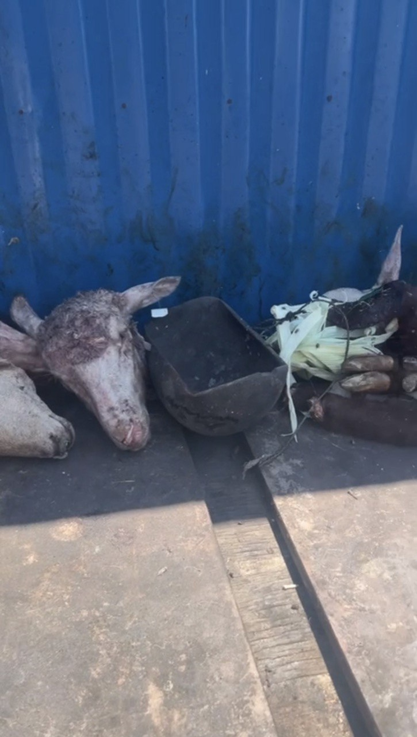 Контрасты Кейптауна: Ланга, великое вино и сады у Столовой горы (14/17)