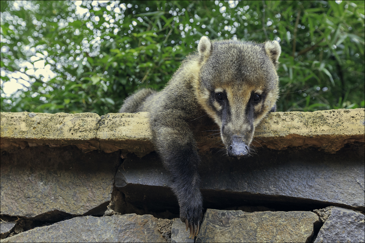 Аргентина и Бразилия: Карнавальный Рио-де-Жанейро (15/37)
