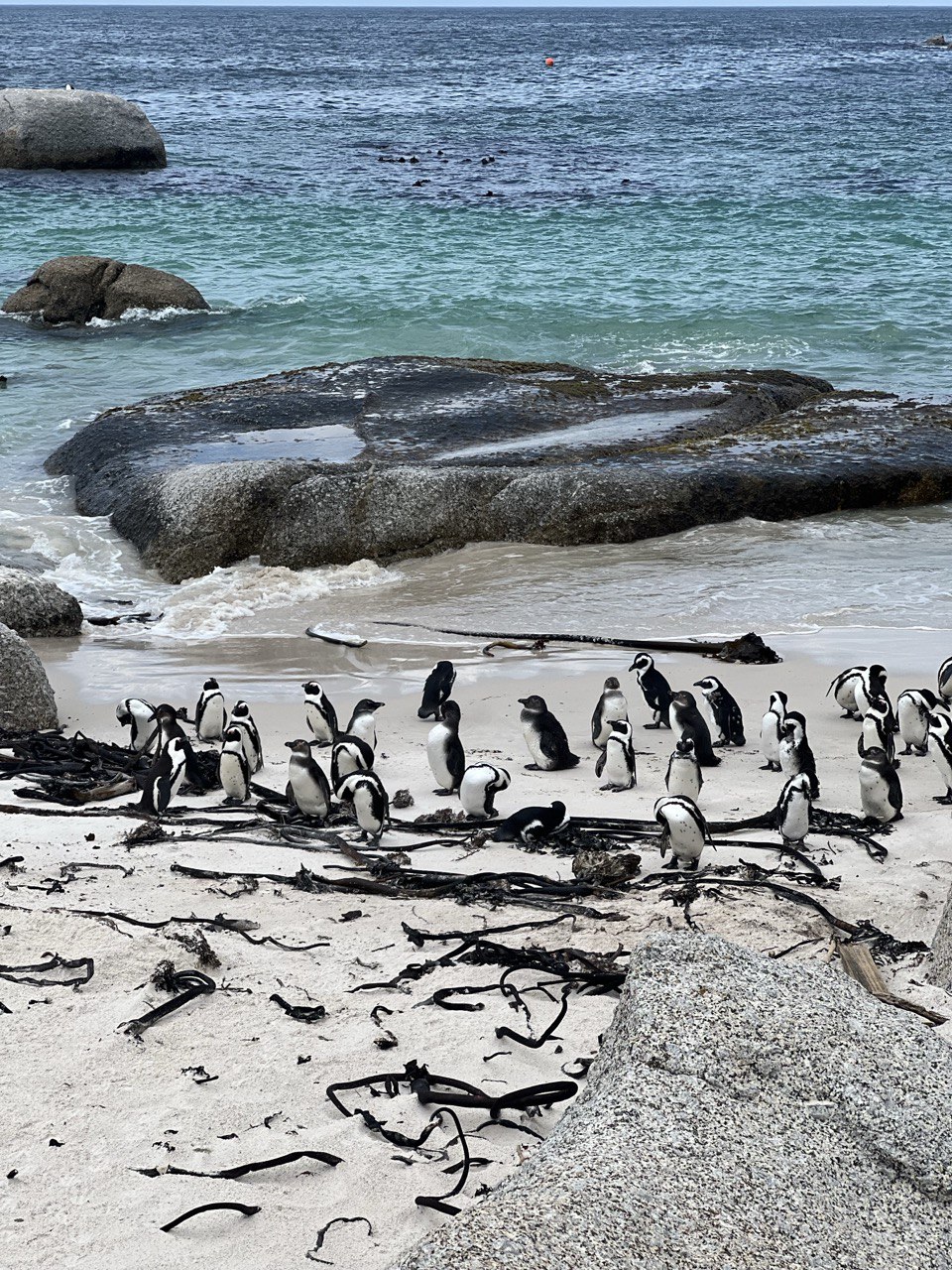 Дорога вдоль океана: Чапменс-Пик, Мыс Доброй Надежды и Пингвины (7/14)