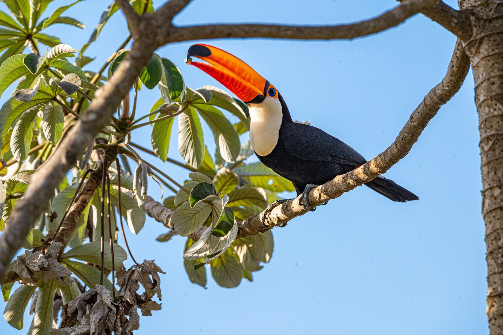 Пантанал. Экспедиция с Алексом Мзунгу от Серрадо до Пантанала (18/19)