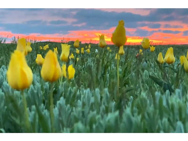 Гагарину и не снилось! Тюльпановый звездопад в степях Саратова (3 дня + ж/д) (5/9)