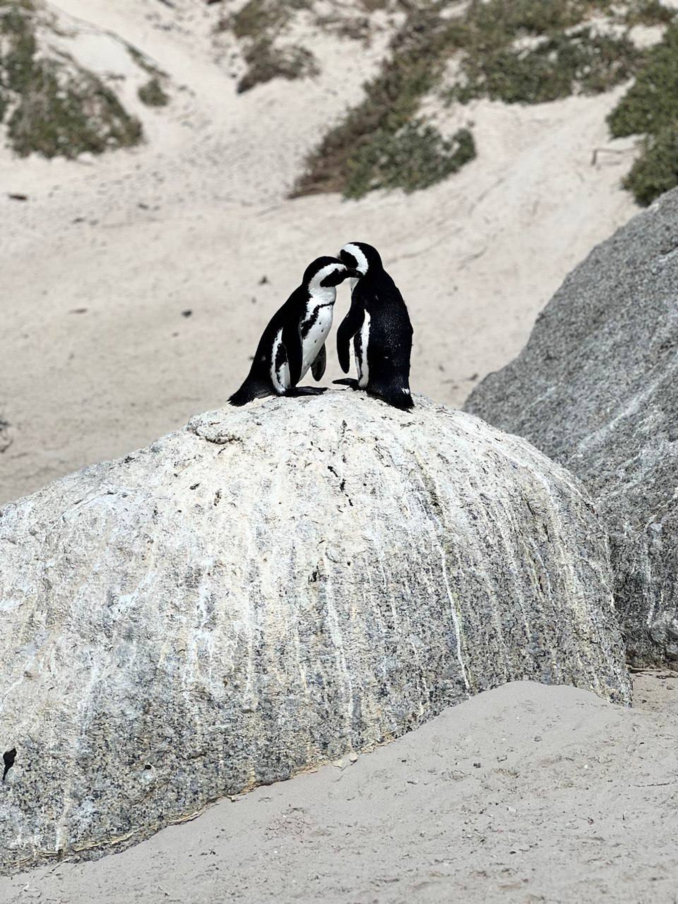 Дорога вдоль океана: Чапменс-Пик, Мыс Доброй Надежды и Пингвины