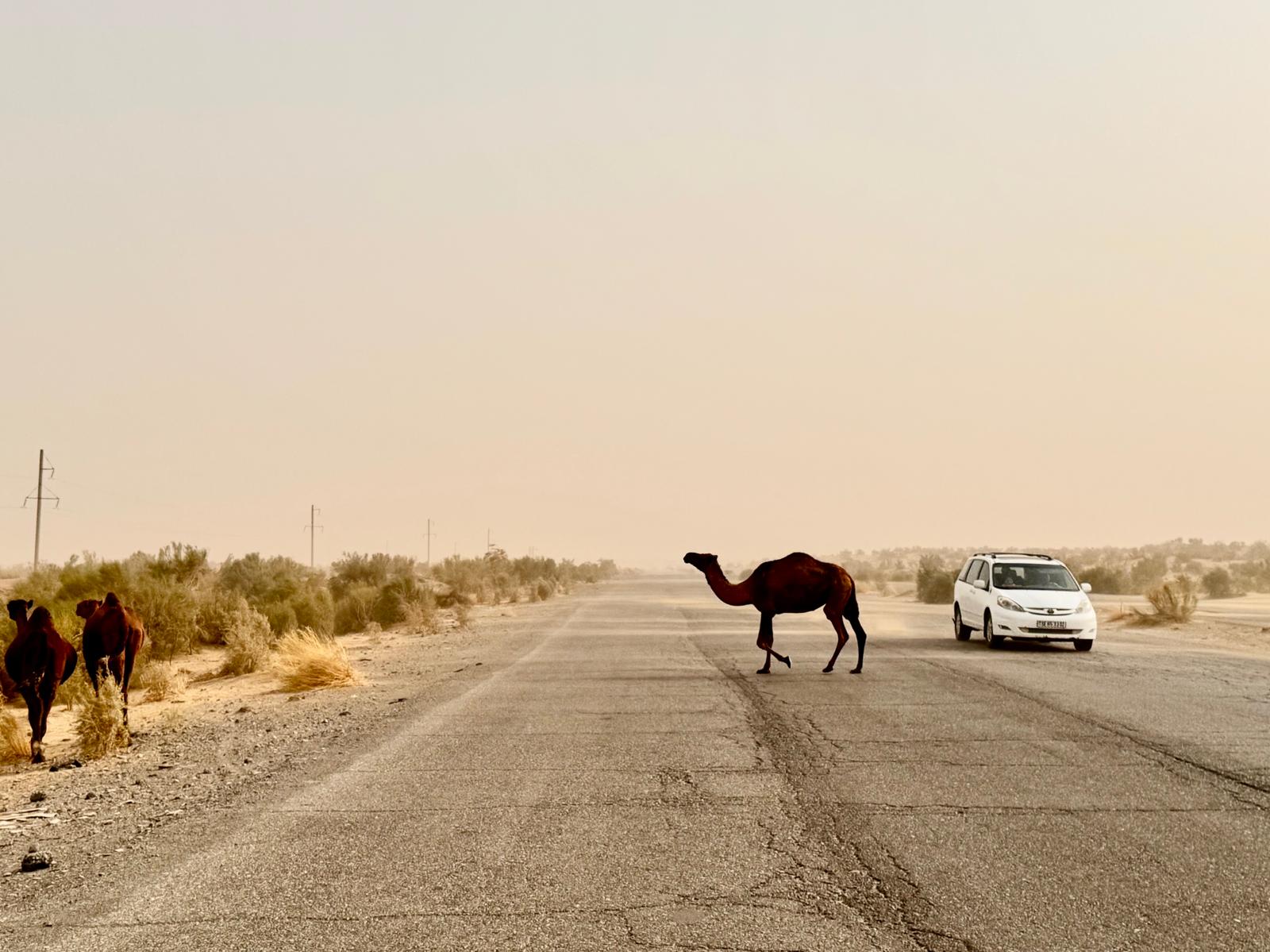 Легенды Туркменистана: 5 дней Всё включено! (9/9)