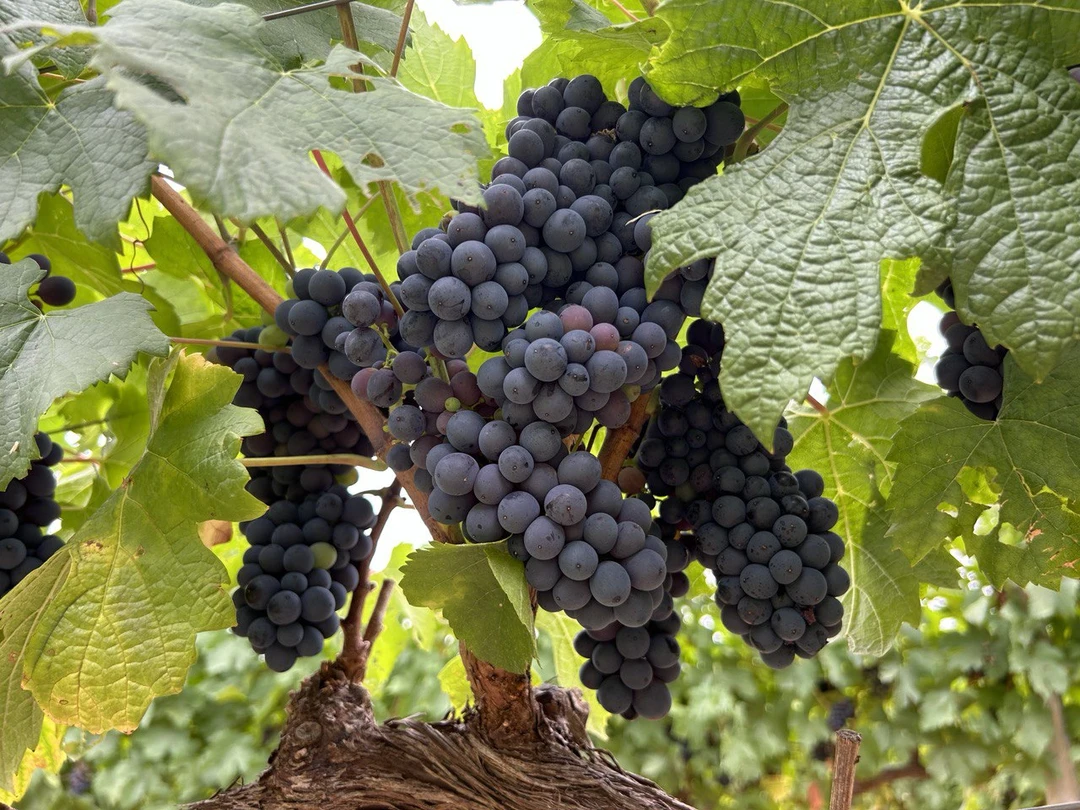 Контрасты Кейптауна: Ланга, великое вино и сады у Столовой горы (8/17)