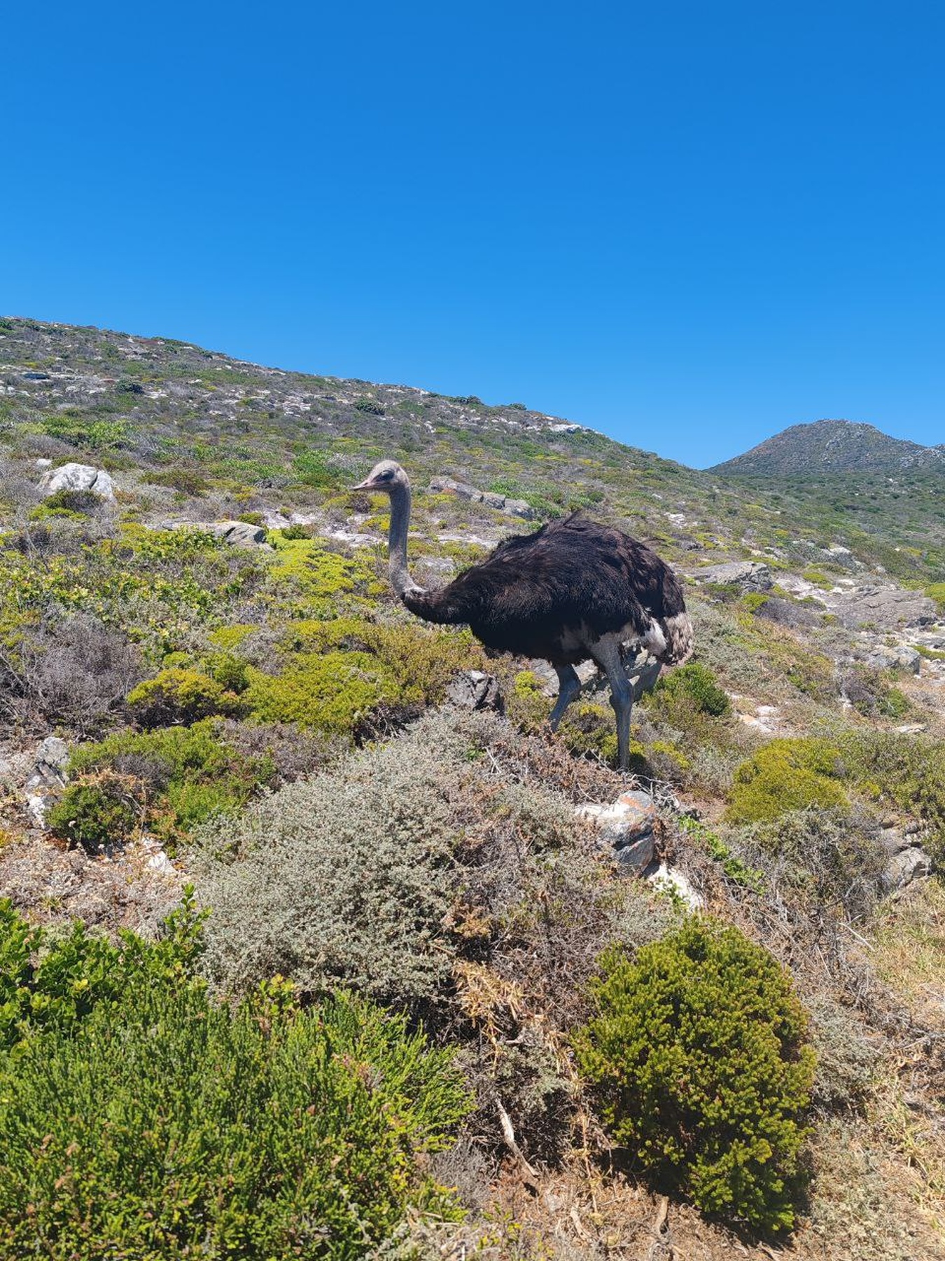 Дорога вдоль океана: Чапменс-Пик, Мыс Доброй Надежды и Пингвины (8/14)