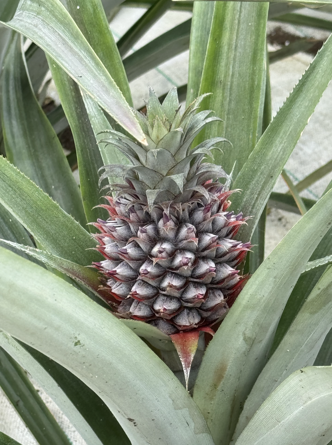 Путешествие на Азорские острова для девушек! Остров Сан-Мигел (18/36)