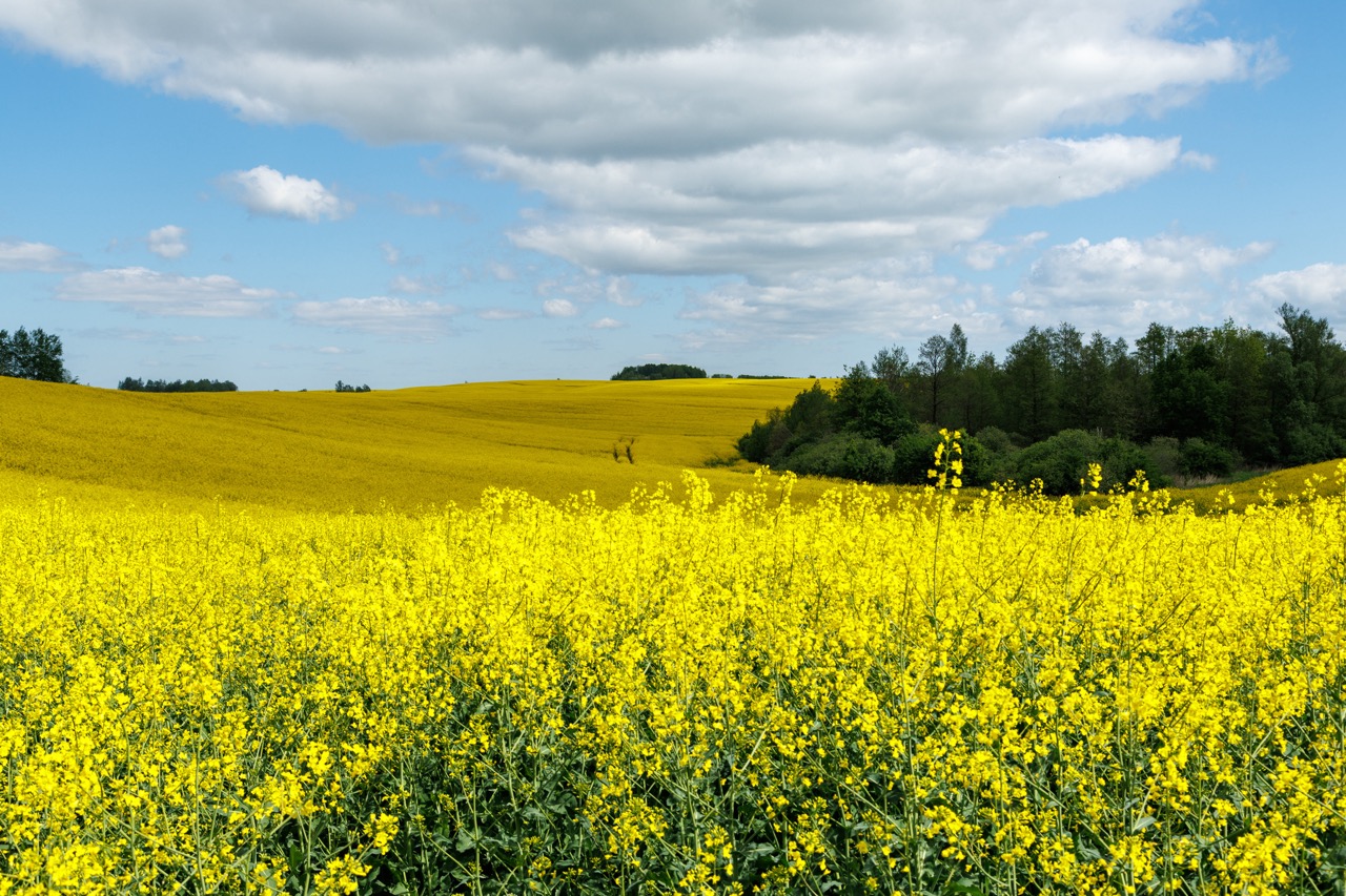 Колесо Обозрения (10/42)