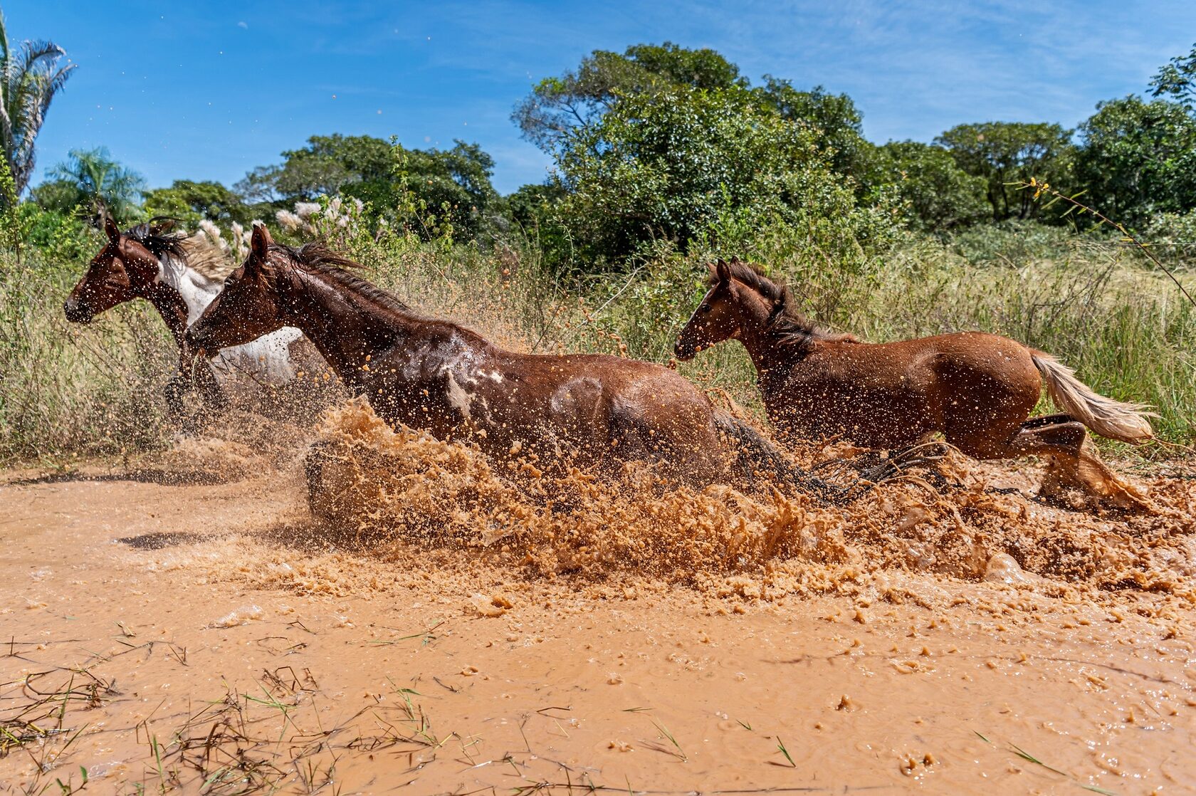 Пантанал. Экспедиция с Алексом Мзунгу от Серрадо до Пантанала (8/19)