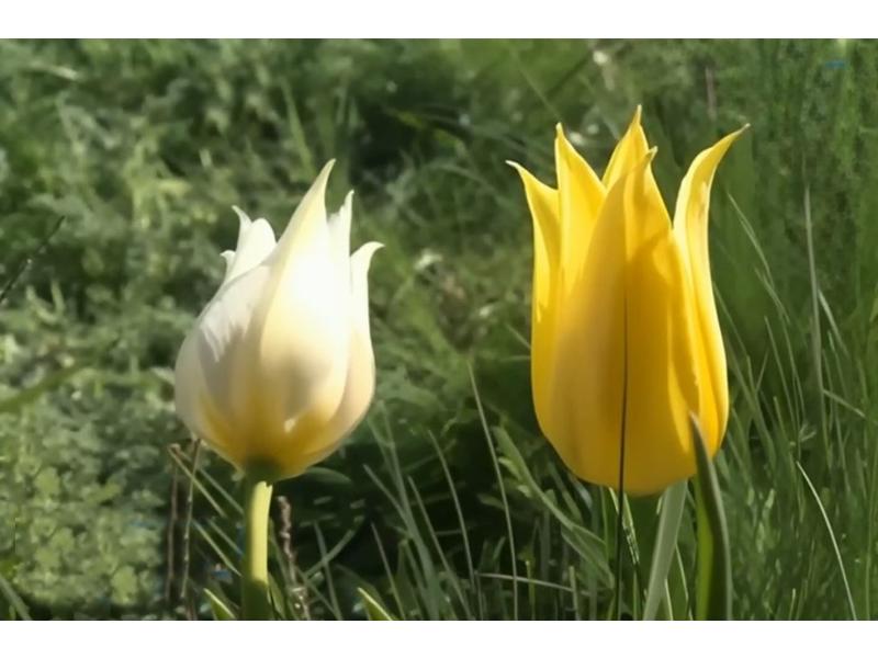 Гагарину и не снилось! Тюльпановый звездопад в степях Саратова (3 дня + ж/д) (4/9)