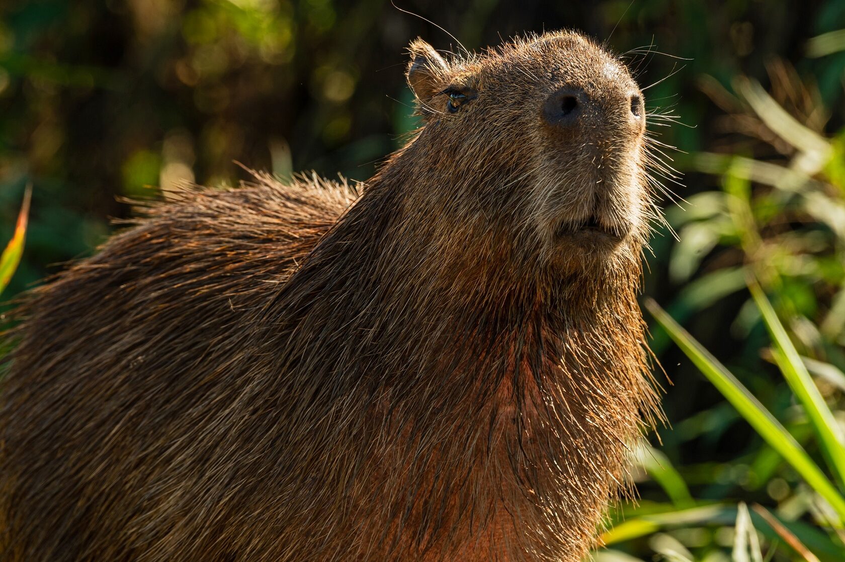 Пантанал. Экспедиция с Алексом Мзунгу от Серрадо до Пантанала (12/19)