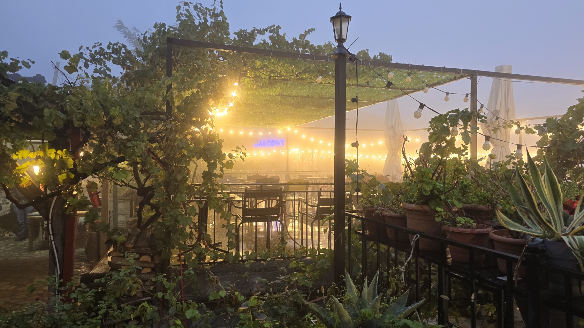 Ртвели  праздник урожая в Грузии. Осенний тематический тур (78/100)