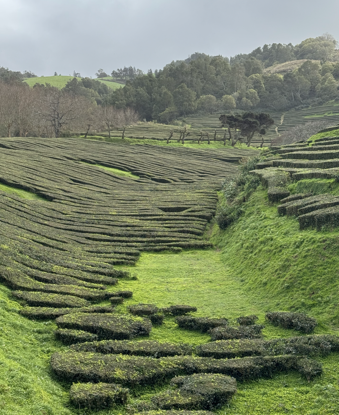 Путешествие на Азорские острова для девушек! Остров Сан-Мигел (21/36)