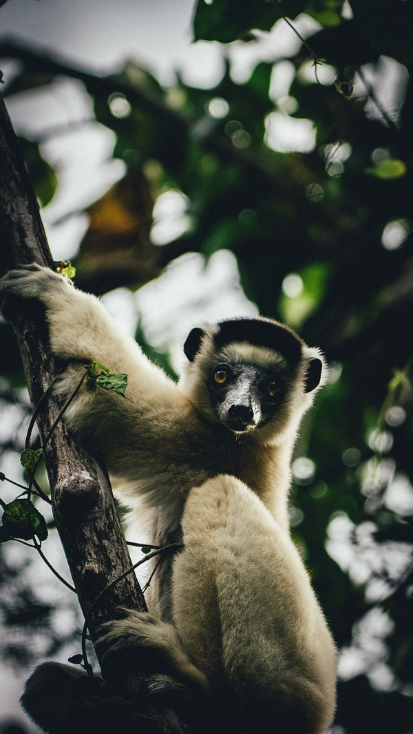 Мадагаскар. Баобабы, лемуры, каменный лес