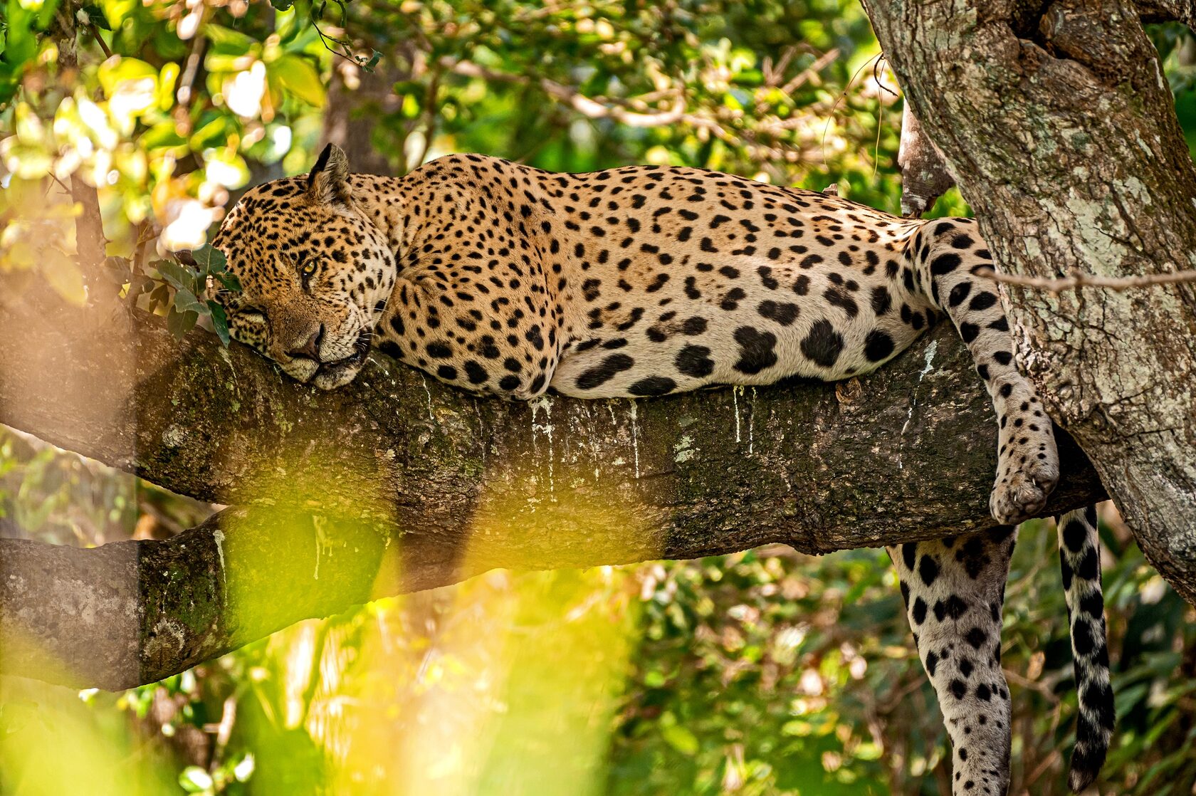 Пантанал. Экспедиция с Алексом Мзунгу от Серрадо до Пантанала (15/19)
