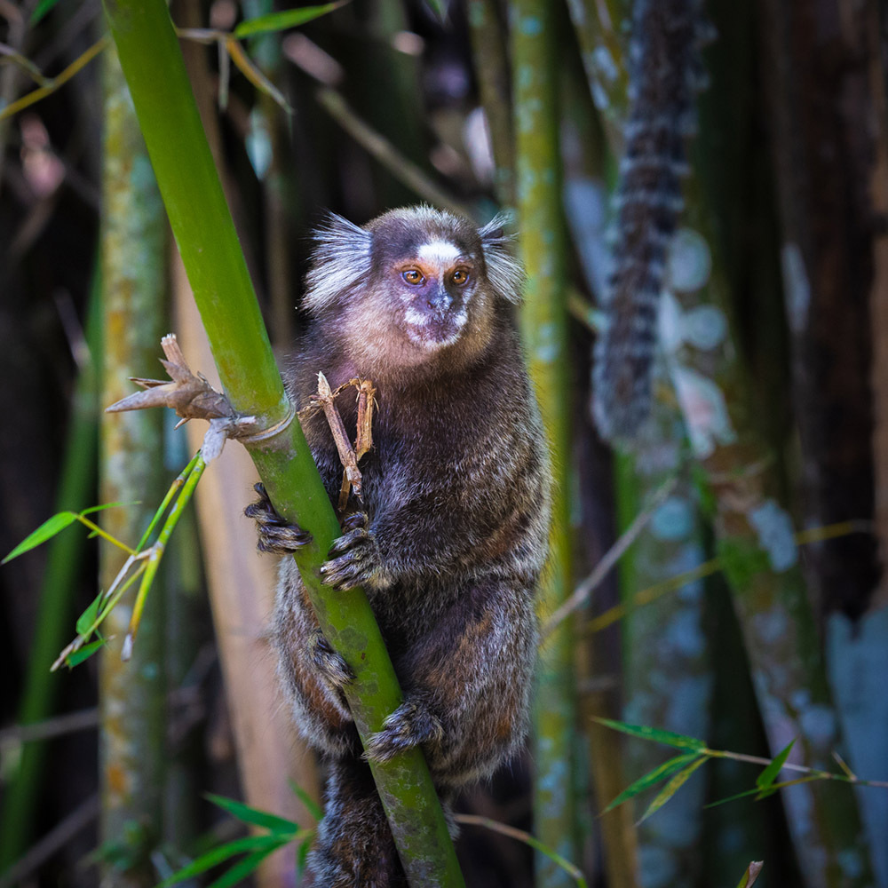 Аргентина и Бразилия: Карнавальный Рио-де-Жанейро (28/37)