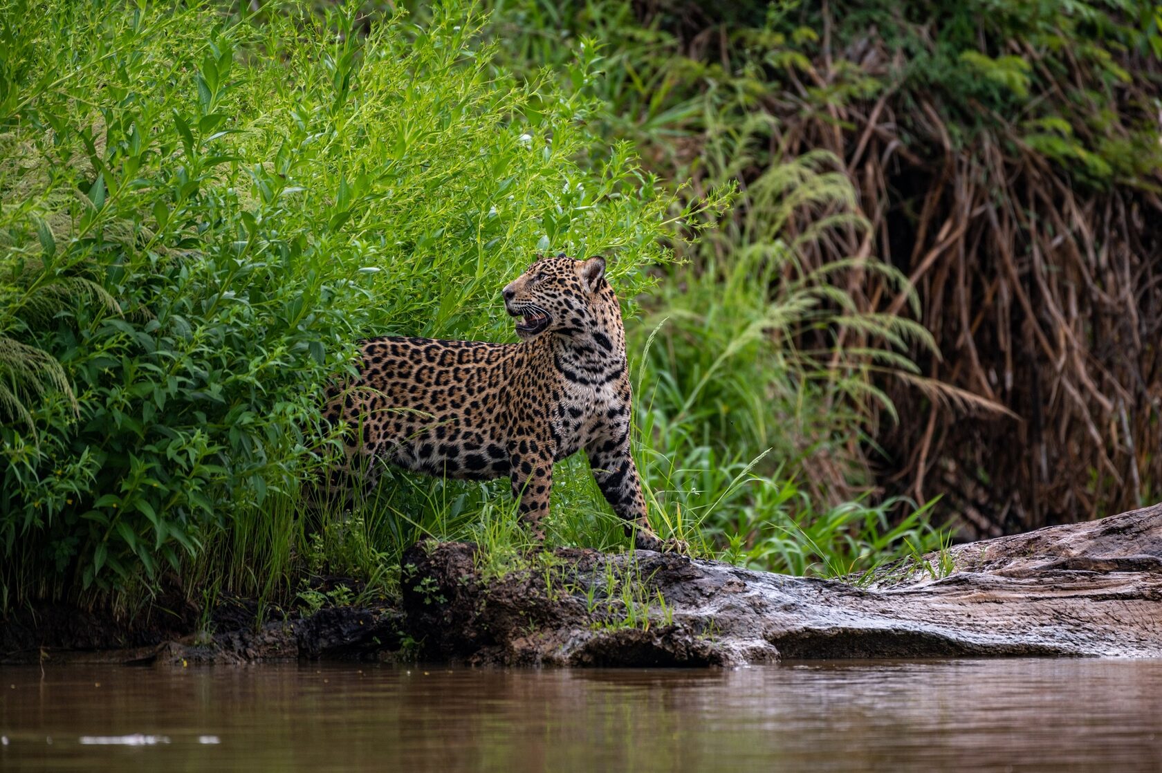 Пантанал. Экспедиция с Алексом Мзунгу от Серрадо до Пантанала (10/19)