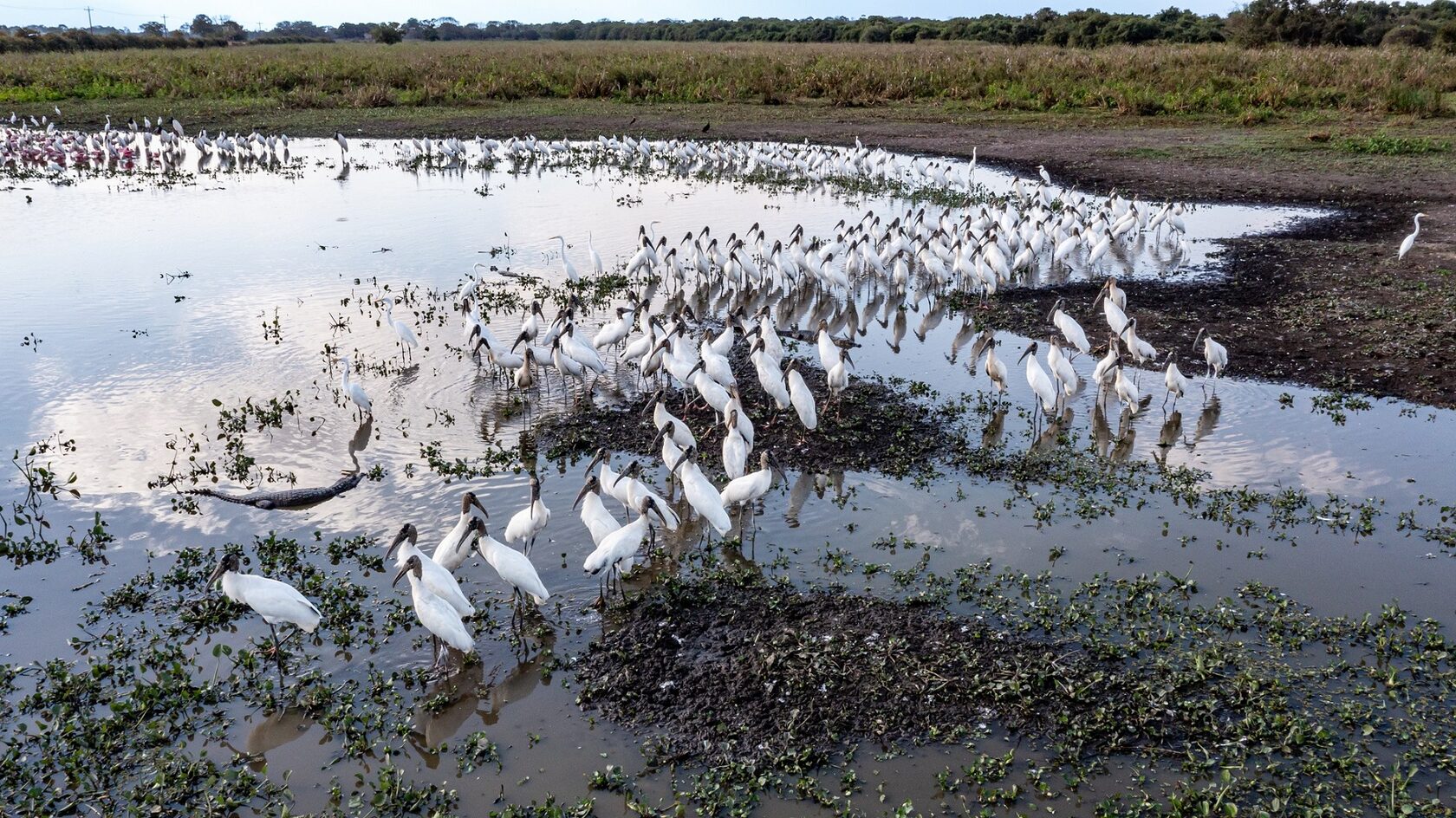 Пантанал. Экспедиция с Алексом Мзунгу от Серрадо до Пантанала (9/19)
