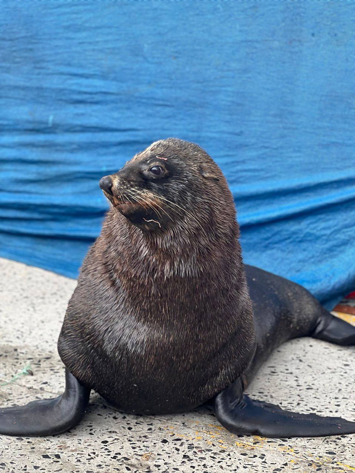 Дорога вдоль океана: Чапменс-Пик, Мыс Доброй Надежды и Пингвины (9/14)
