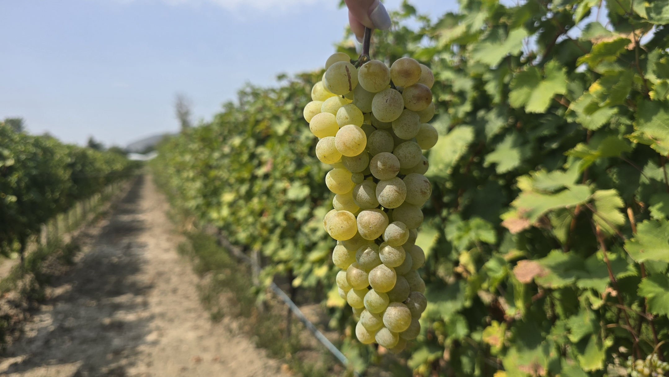 Ртвели  праздник урожая в Грузии. Осенний тематический тур (83/100)