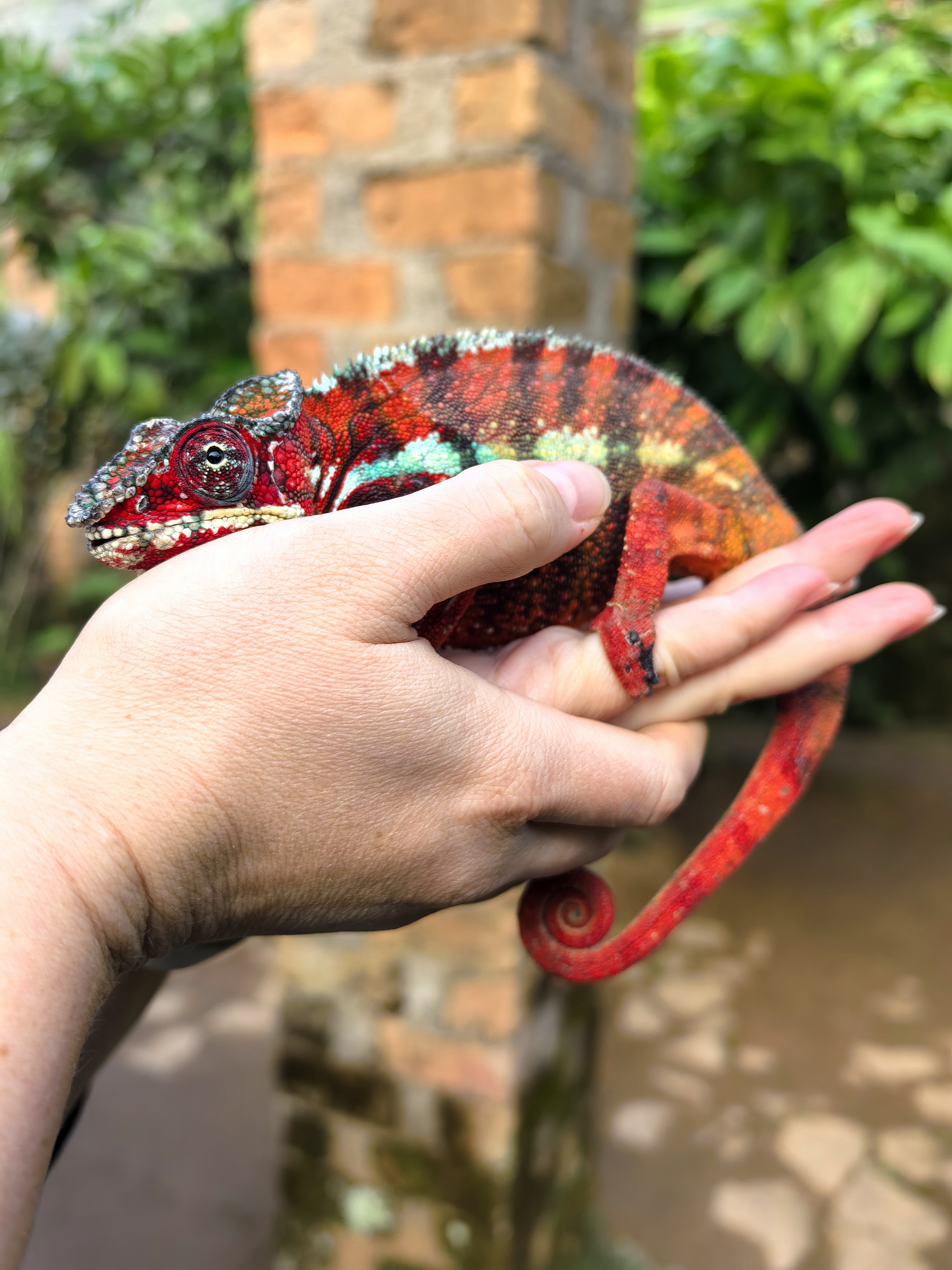 7 дней Экспедиция в тропические леса Восточного Мадагаскара (56/57)