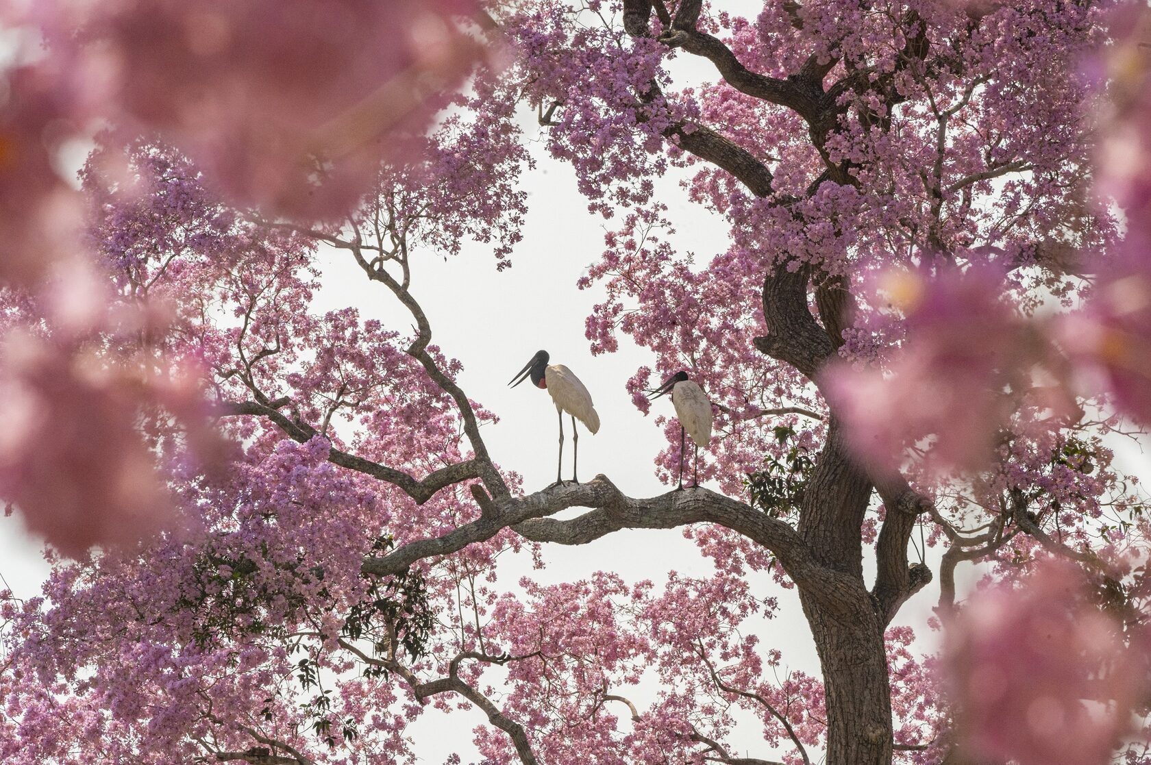 Пантанал. Экспедиция с Алексом Мзунгу от Серрадо до Пантанала (17/19)