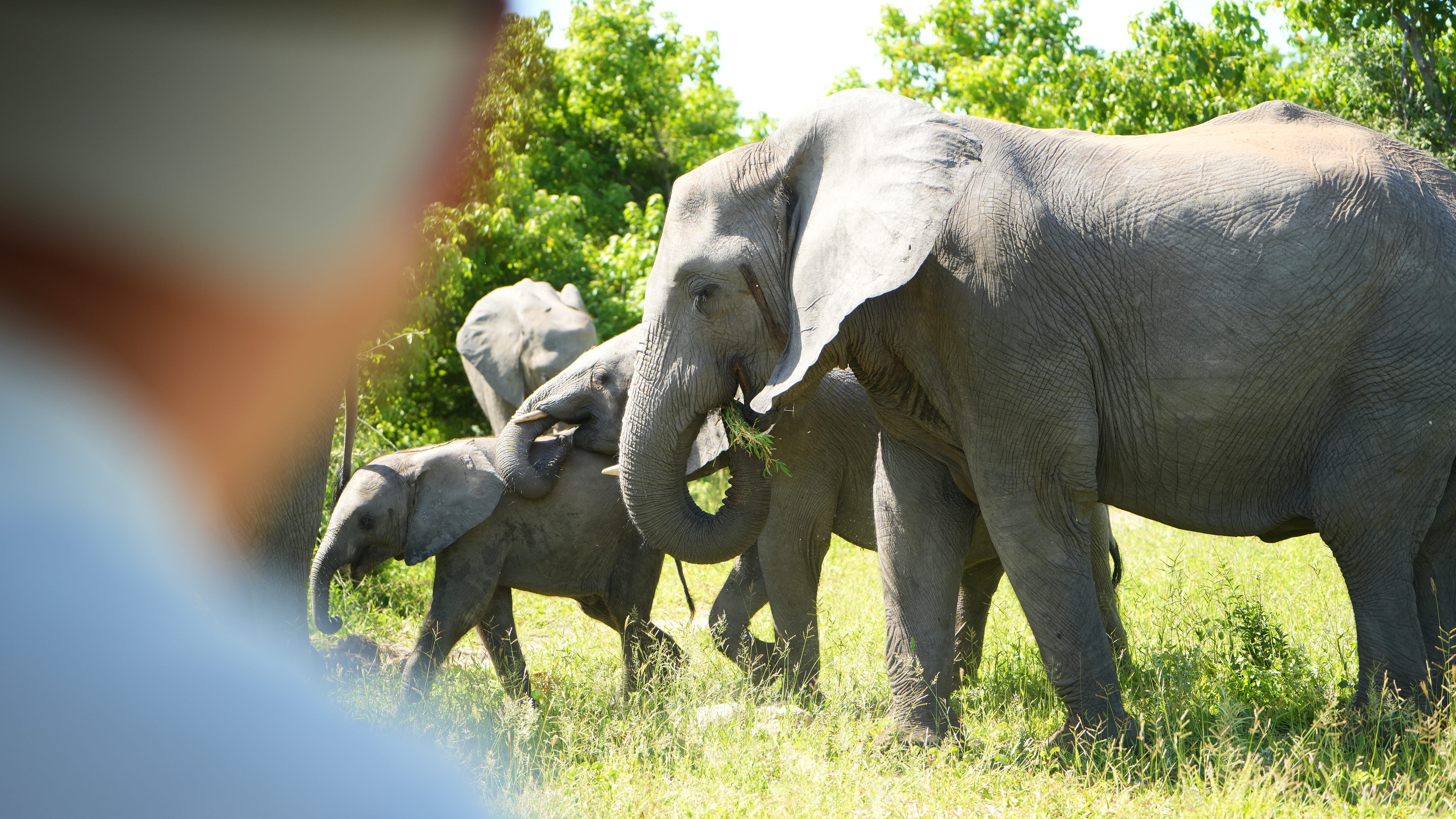 Юар: по дороге садов