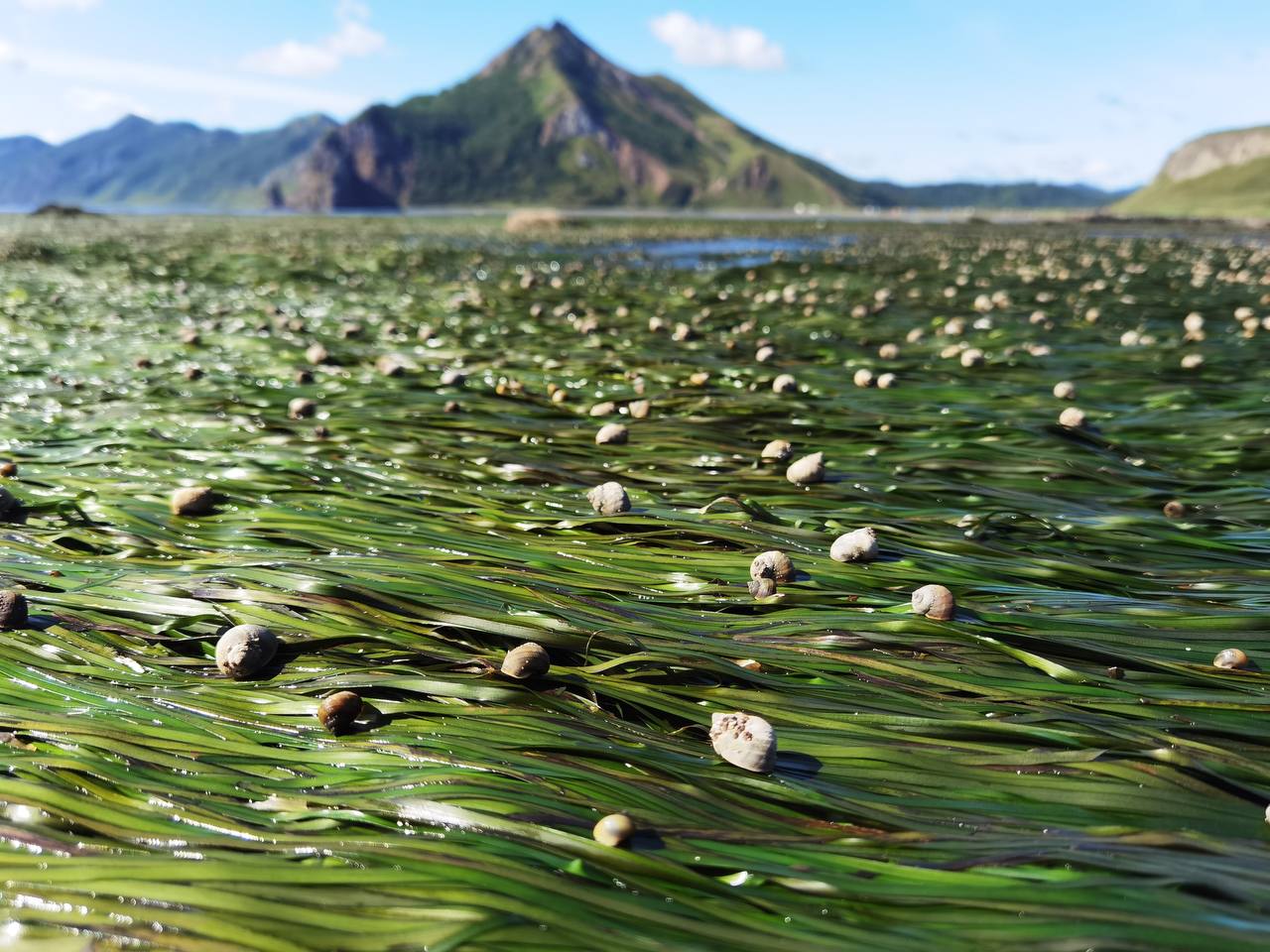 Камчатка и Сахалин + вертолетная экскурсия над вулканами (19/21)
