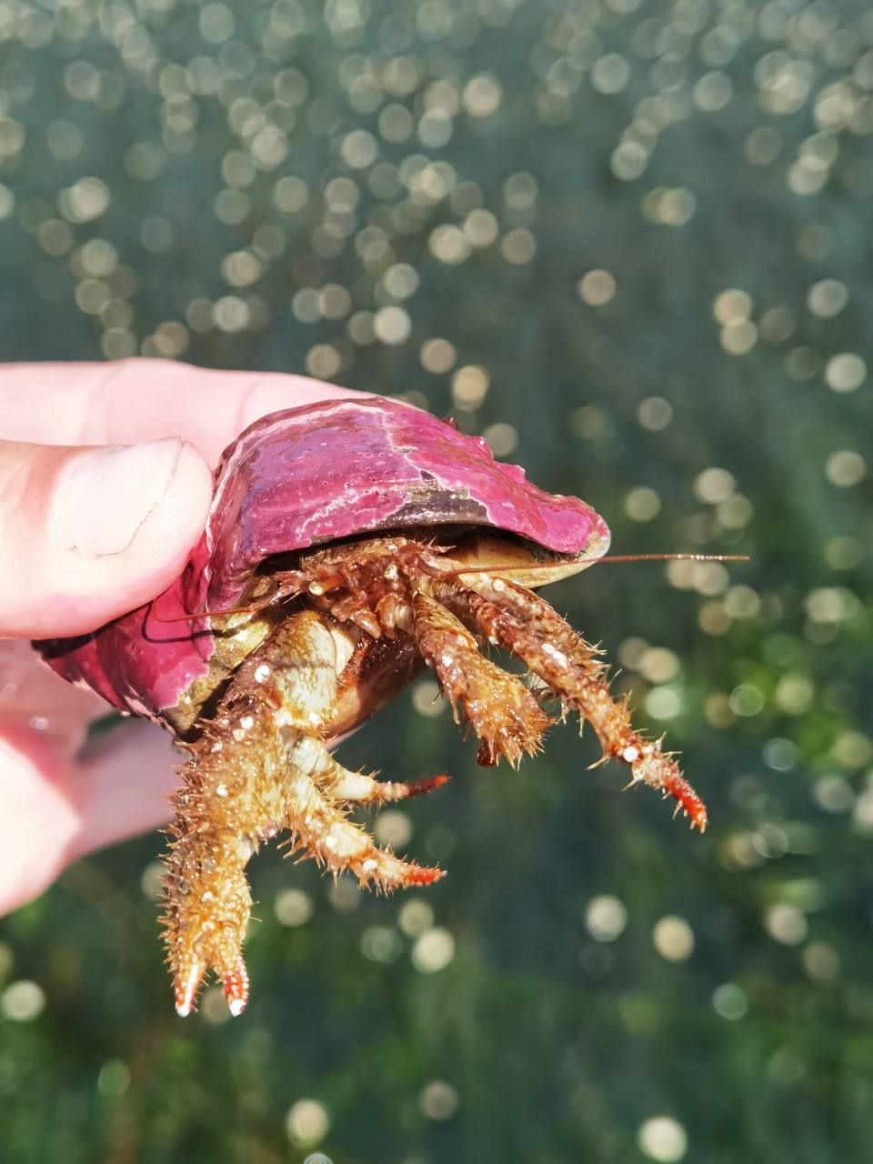 Камчатка и Сахалин + вертолетная экскурсия над вулканами (20/21)