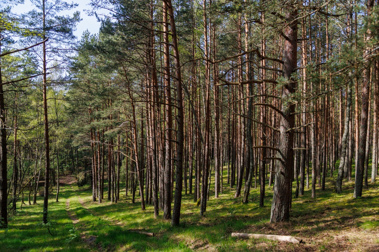 Колесо Обозрения (2/42)