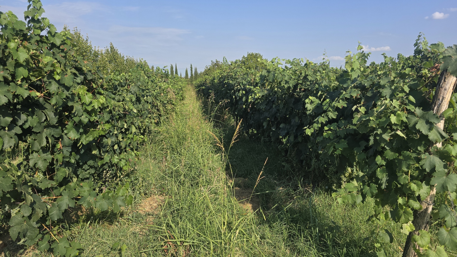 Ртвели  праздник урожая в Грузии. Осенний тематический тур (72/100)