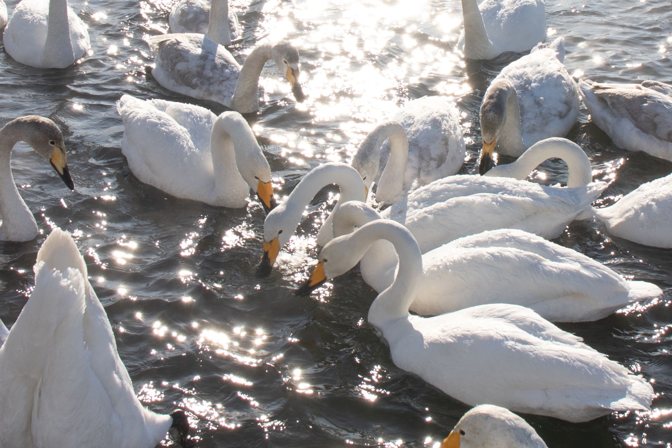 Актив-тур на Алтай (15/41)