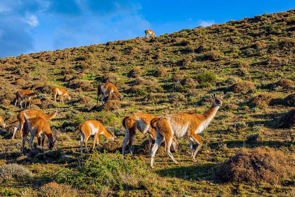 Аргентина и Чили: от Игуасу в Патагонию! (24/34)