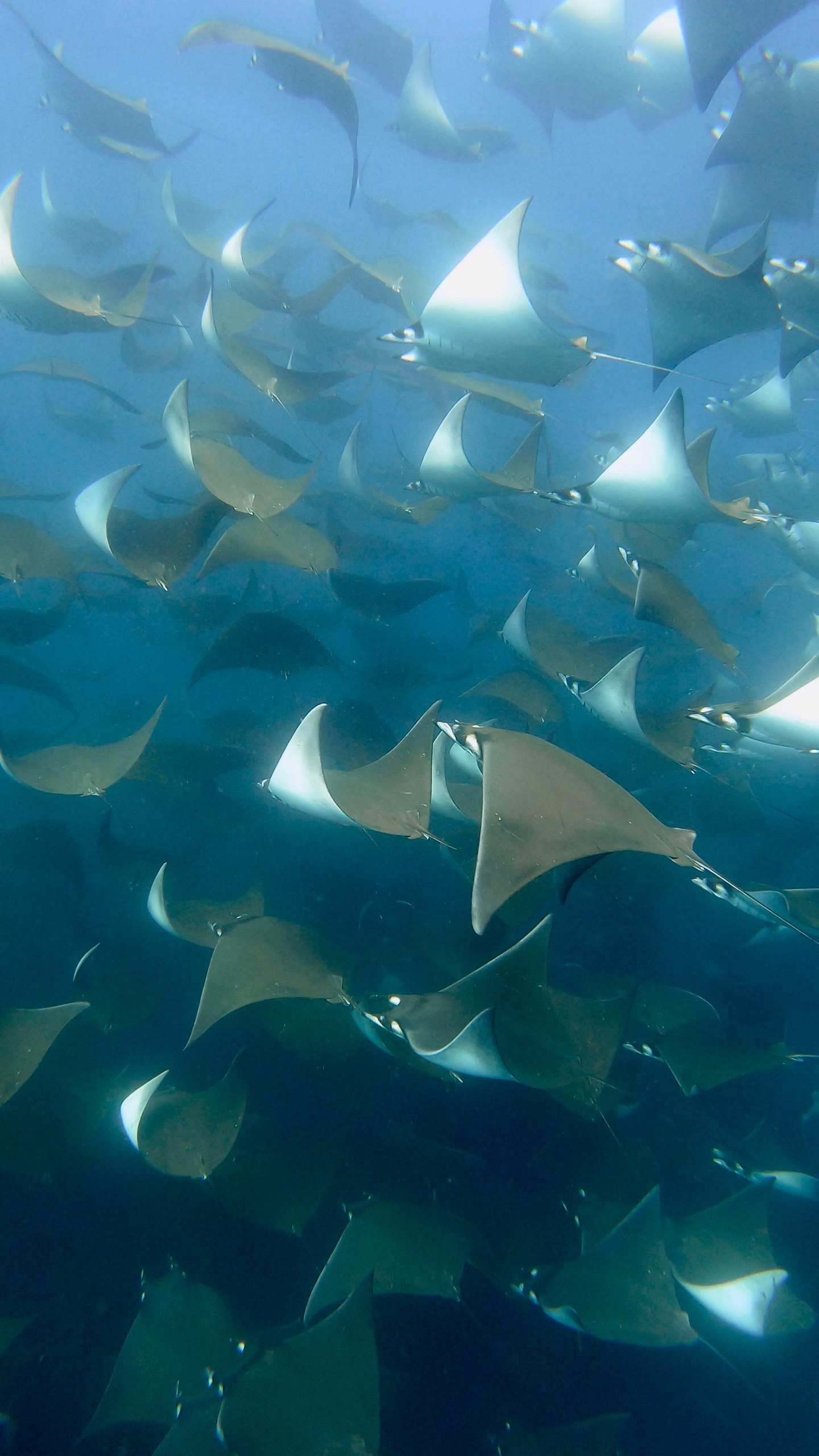 Мексика гастрономическая (55/63)