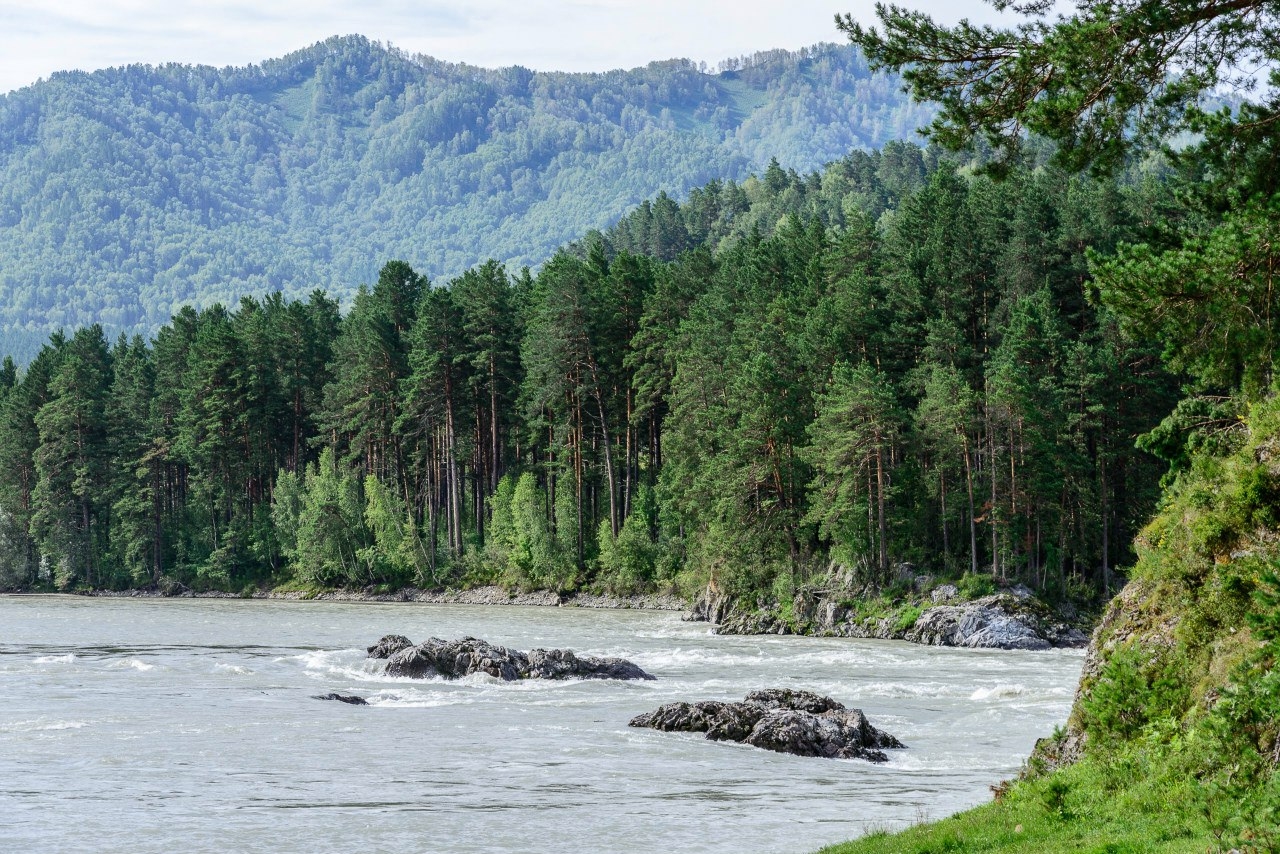 Алтай: цветение маральника