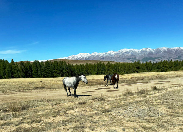 Алтайский край. Наследие Шукшина.