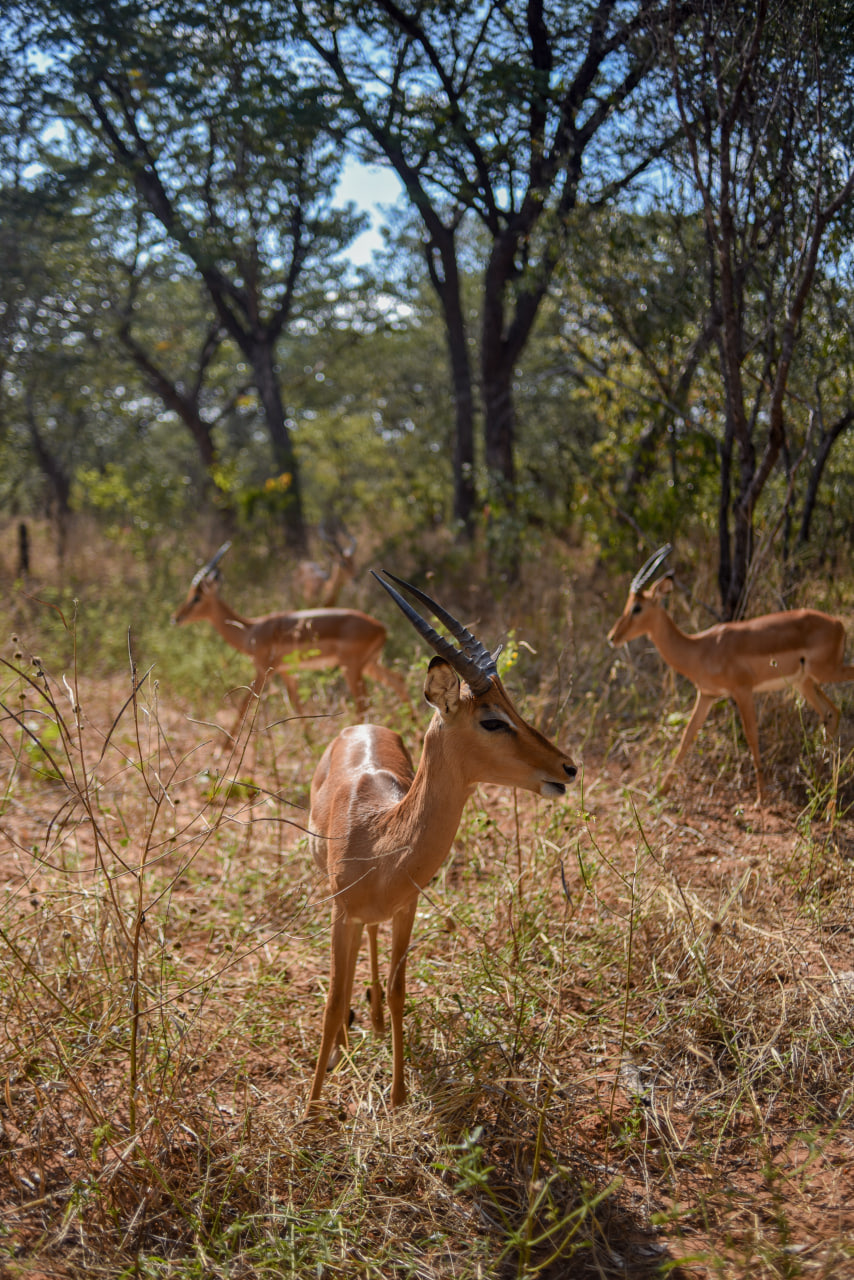 Кения + Водопад Виктория (4 страны): сафари, Килиманджаро, бегемоты, племена (11/29)