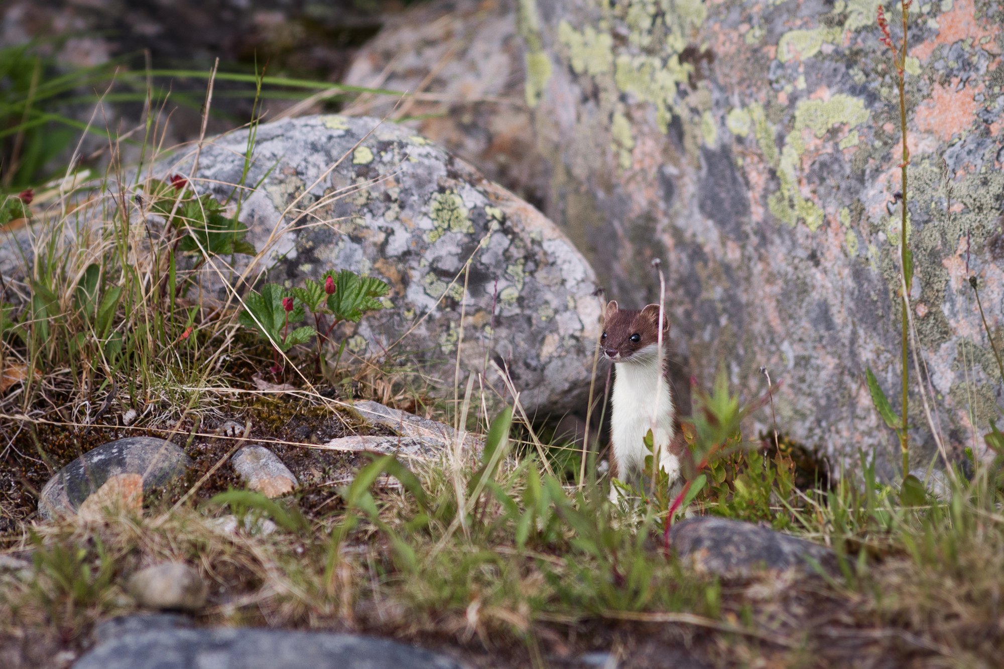 3 дня на Вездеходах. Полуострова Средний и Рыбачий (5/17)