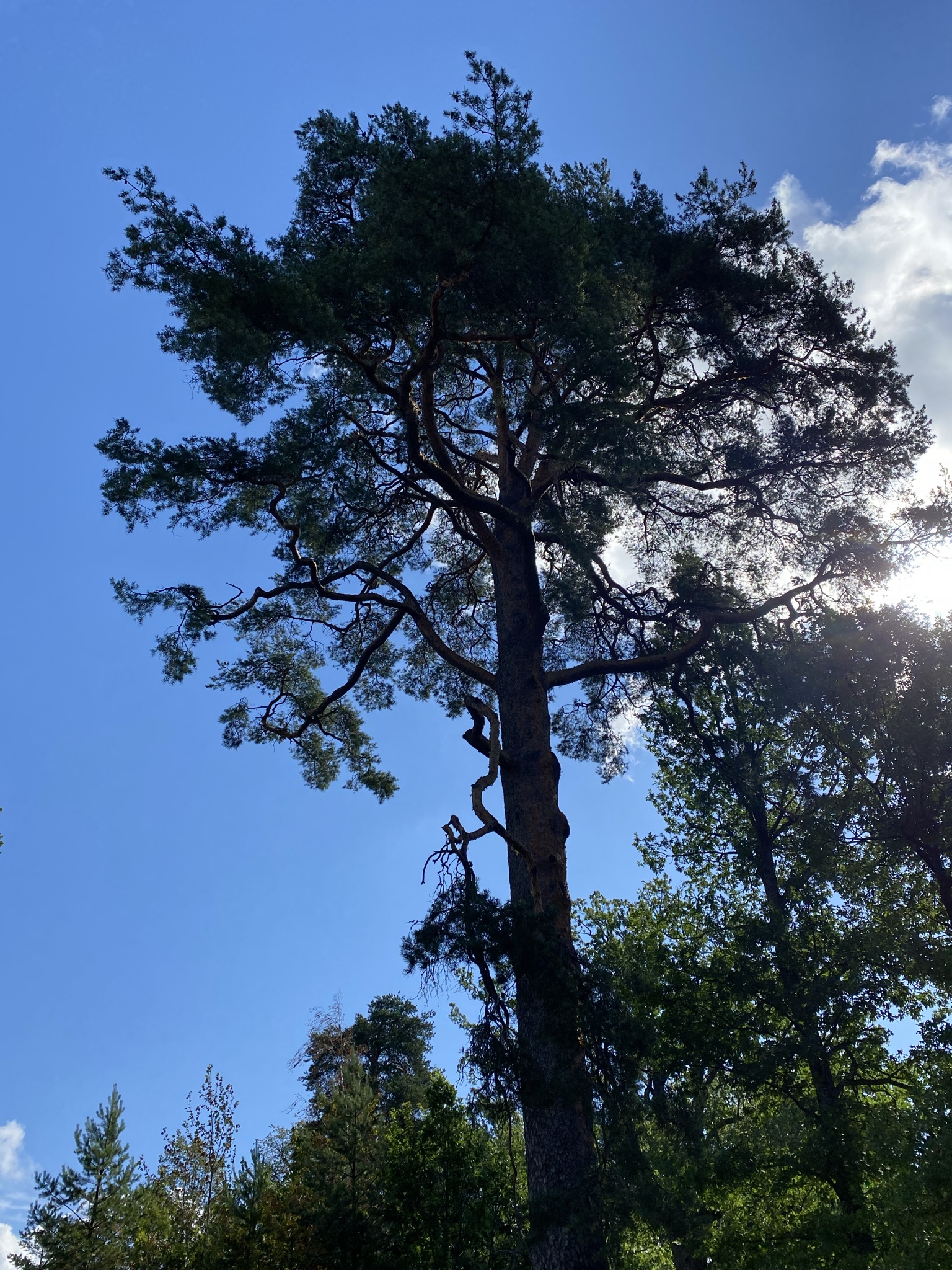 Старт в Выборге: Истории и тайны средневекового Выборга (4/12)