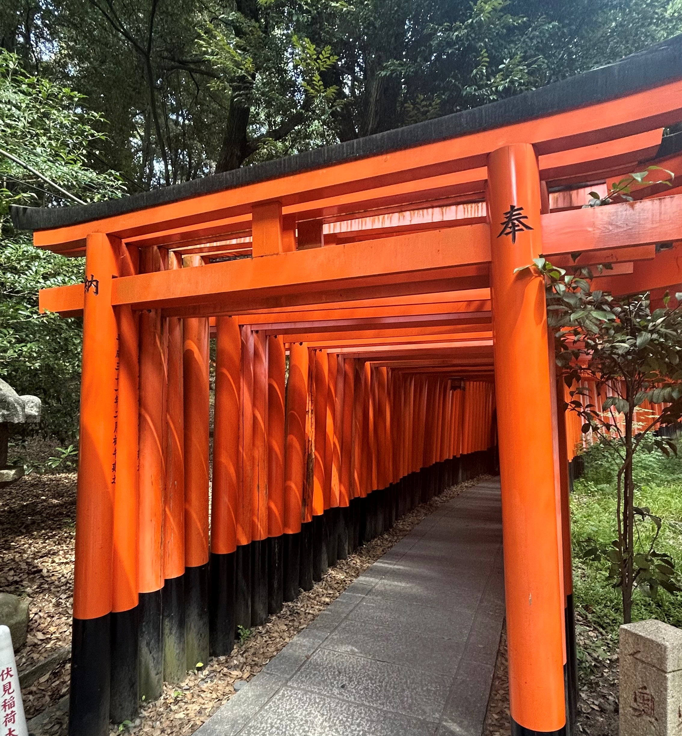 Япония в сезон багряных кленов: осень, суши и поезда-пули